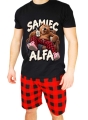 samiec alfa miś1.jpg